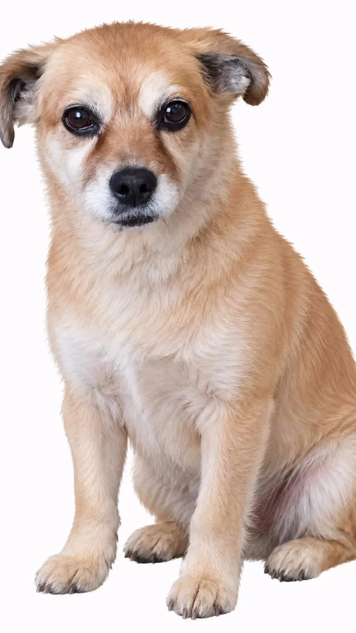 Choca, la mascota real