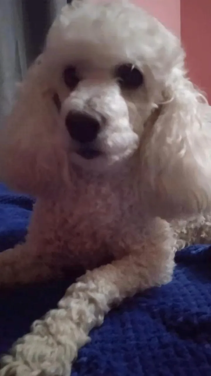 Locky, la mascota real