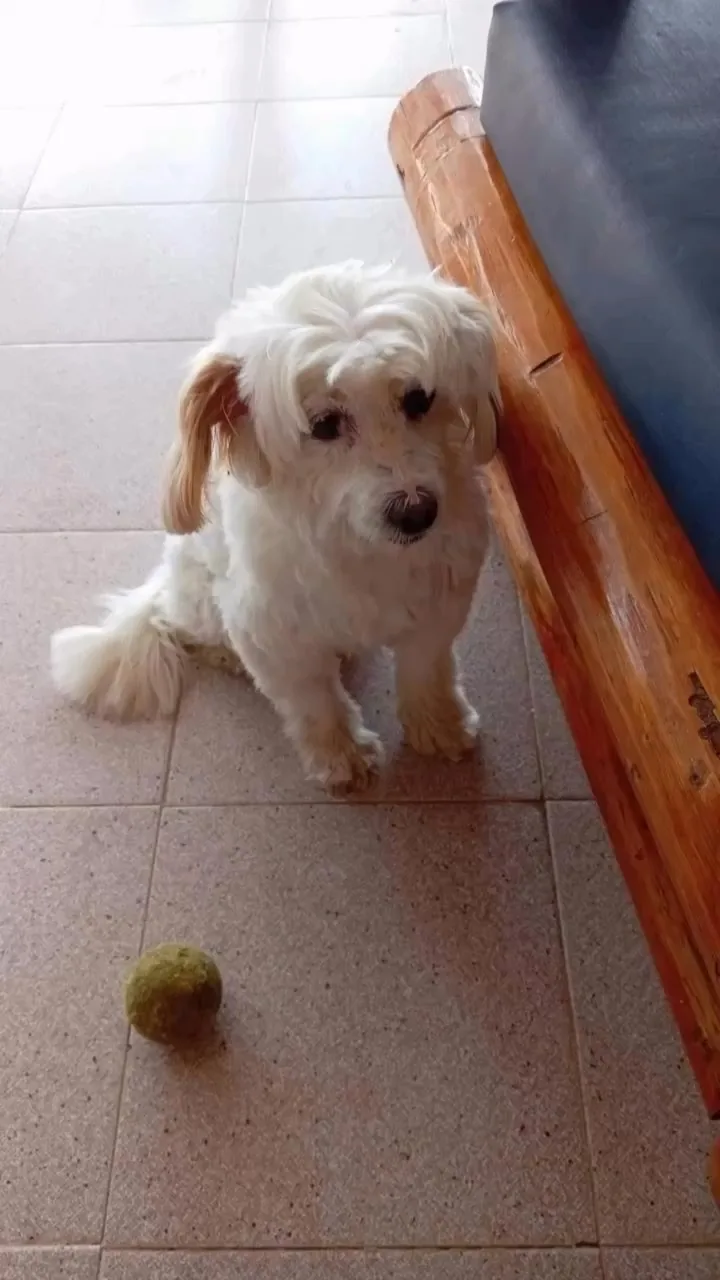 Melissa, la mascota real