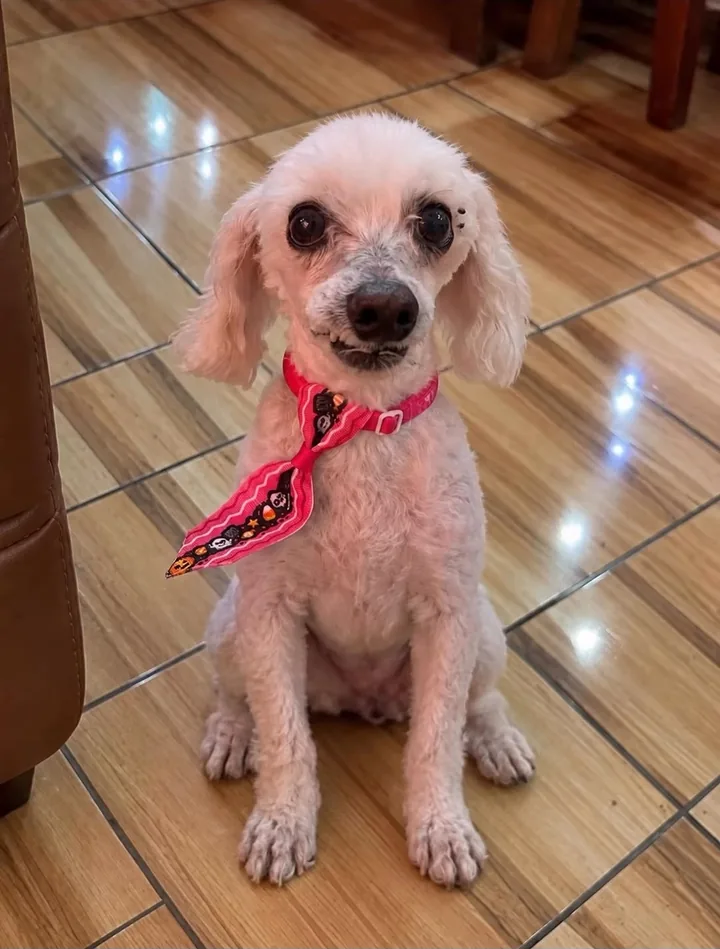 Tarzán, la mascota real