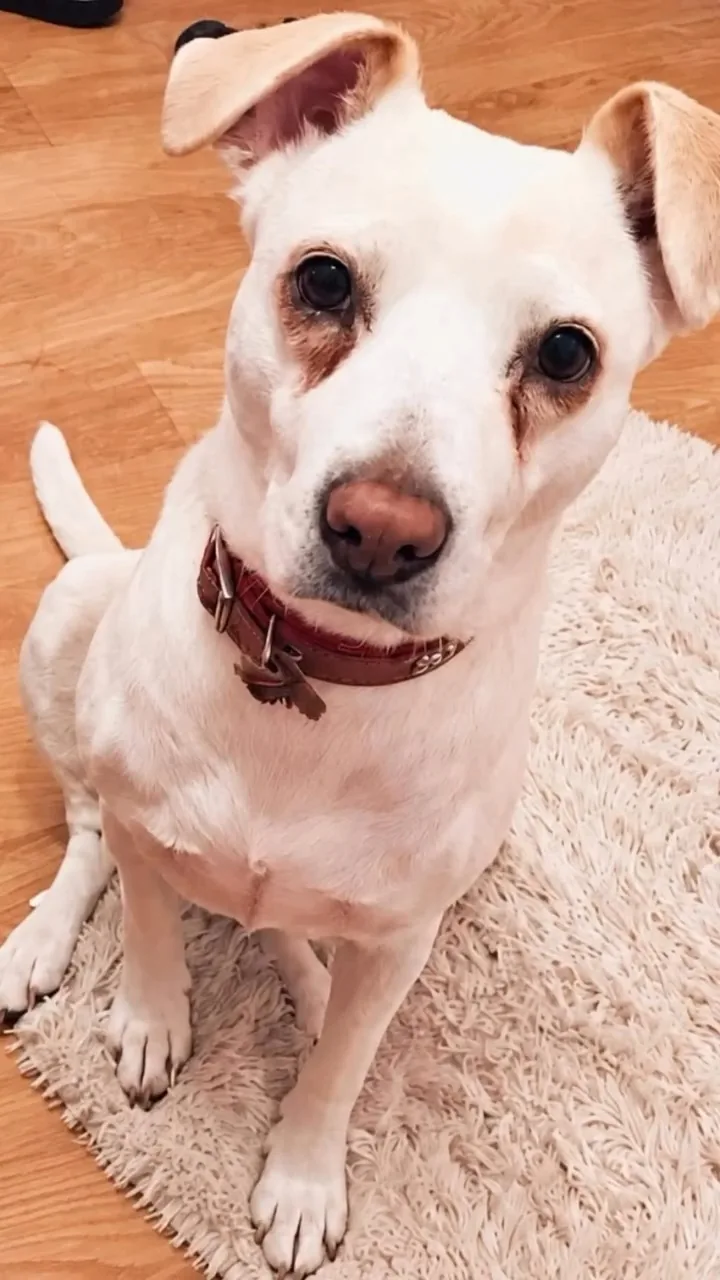 Yoli, la mascota real