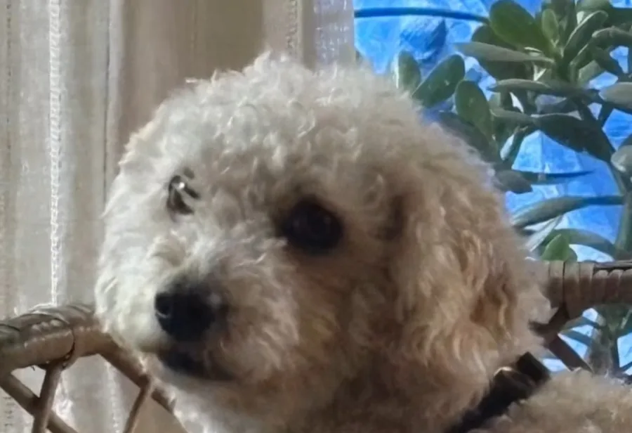 Puppy, el perrito que inspiró el taller